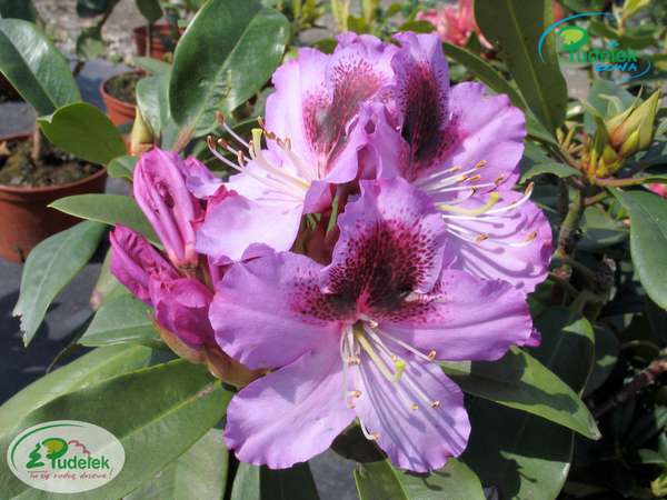 Rhododendron Pfauenauge